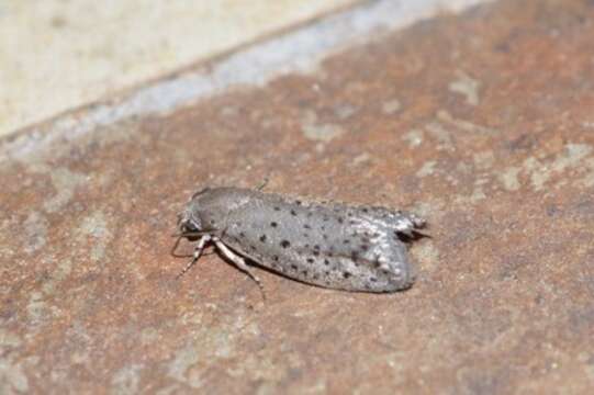 Image of Mimosa Webworm Moth