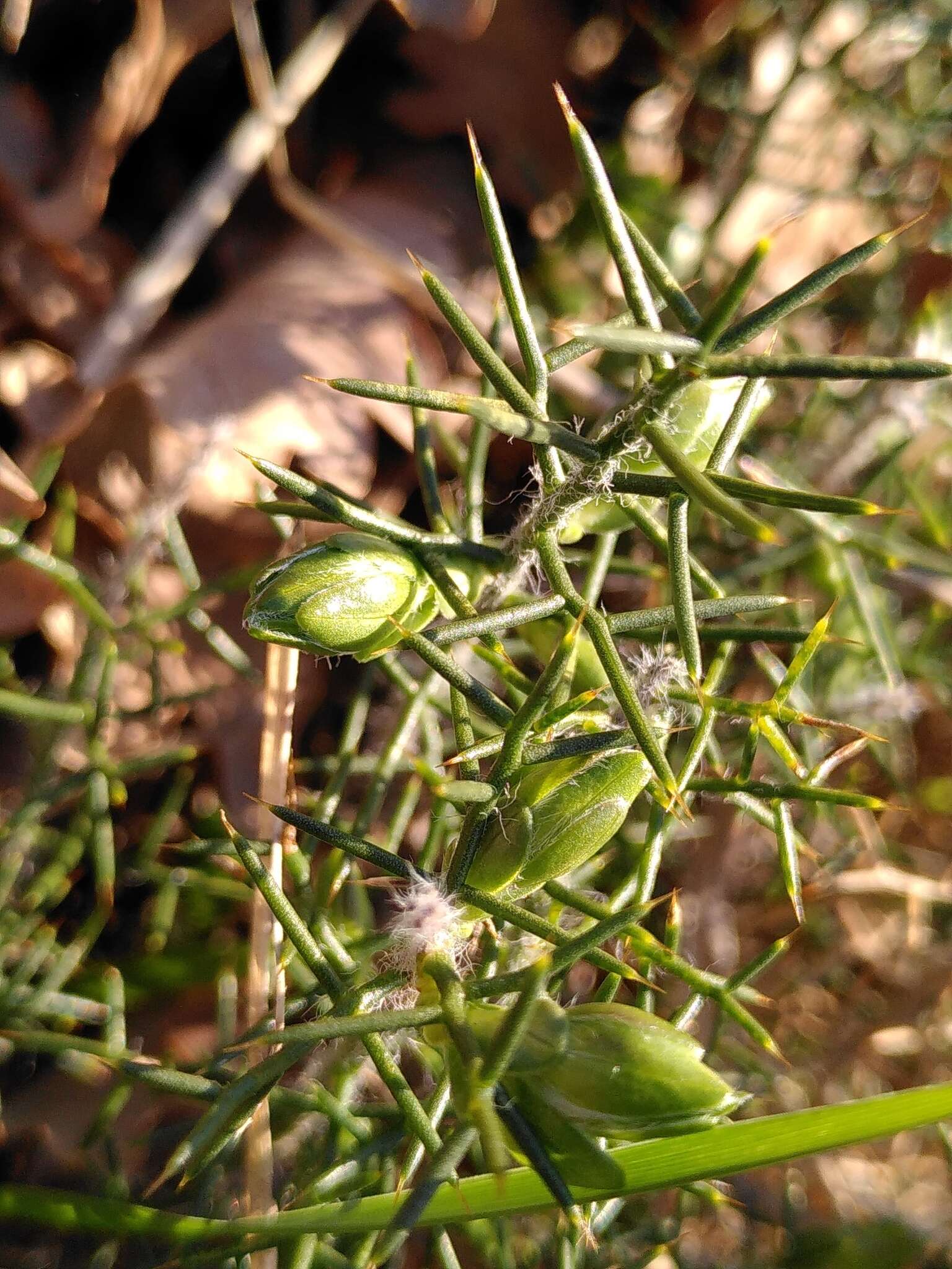 Image of Genista hispanica subsp. hispanica