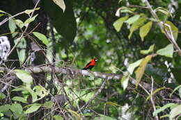 Plancia ëd Ramphocelus nigrogularis (Spix 1825)