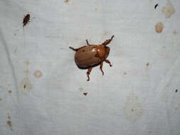 Image of Grapevine Beetle