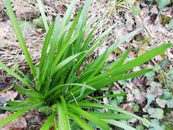 Image of Leucojum aestivum subsp. pulchellum (Salisb.) Malag. 1973