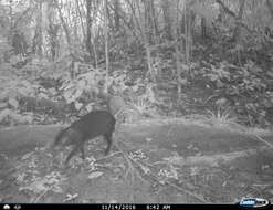 Image of Mexican Agouti