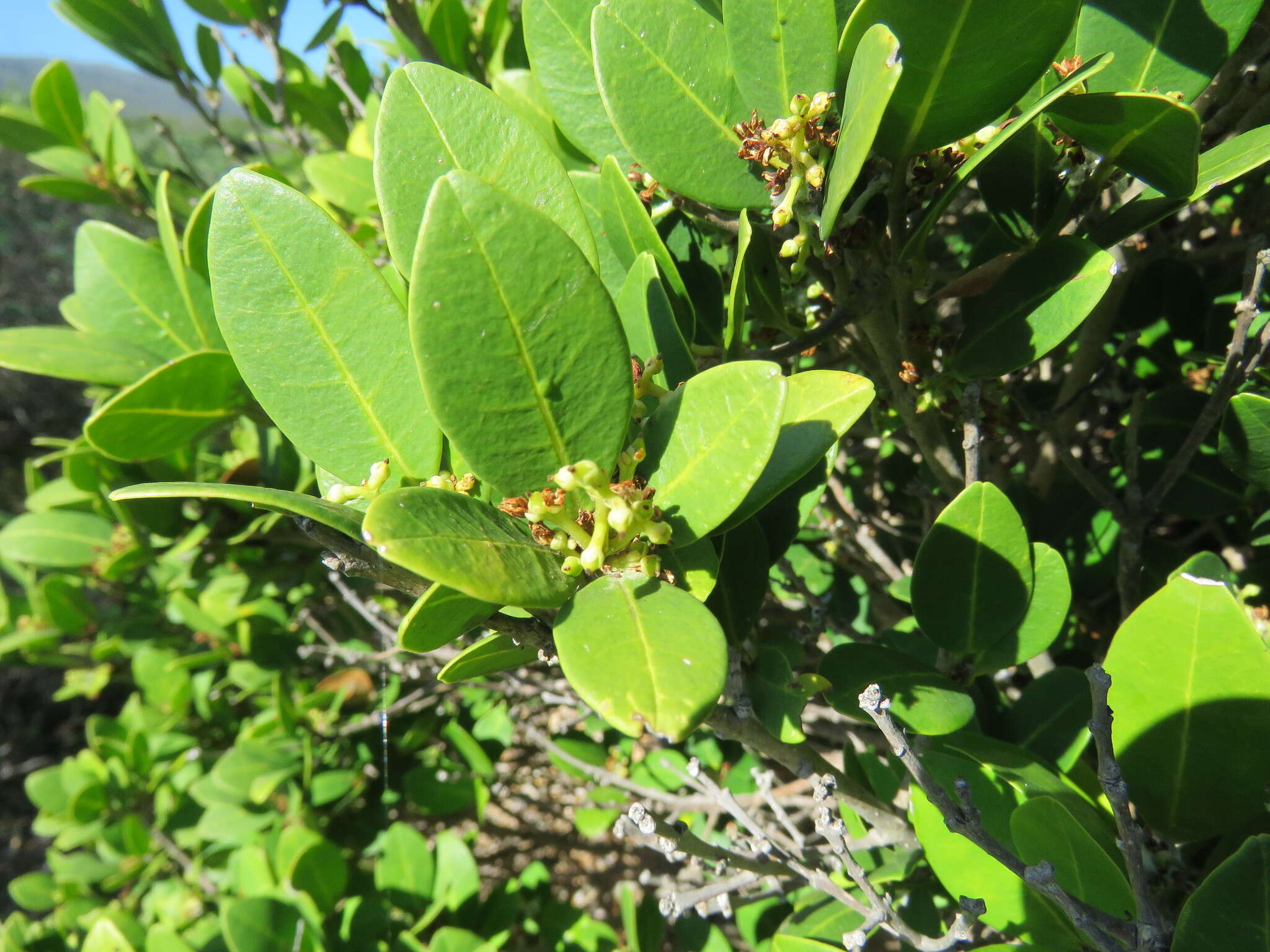 Image of Chionanthus foveolatus subsp. foveolatus