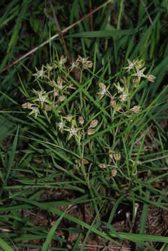 Image de Schizoglossum garcianum Schltr.