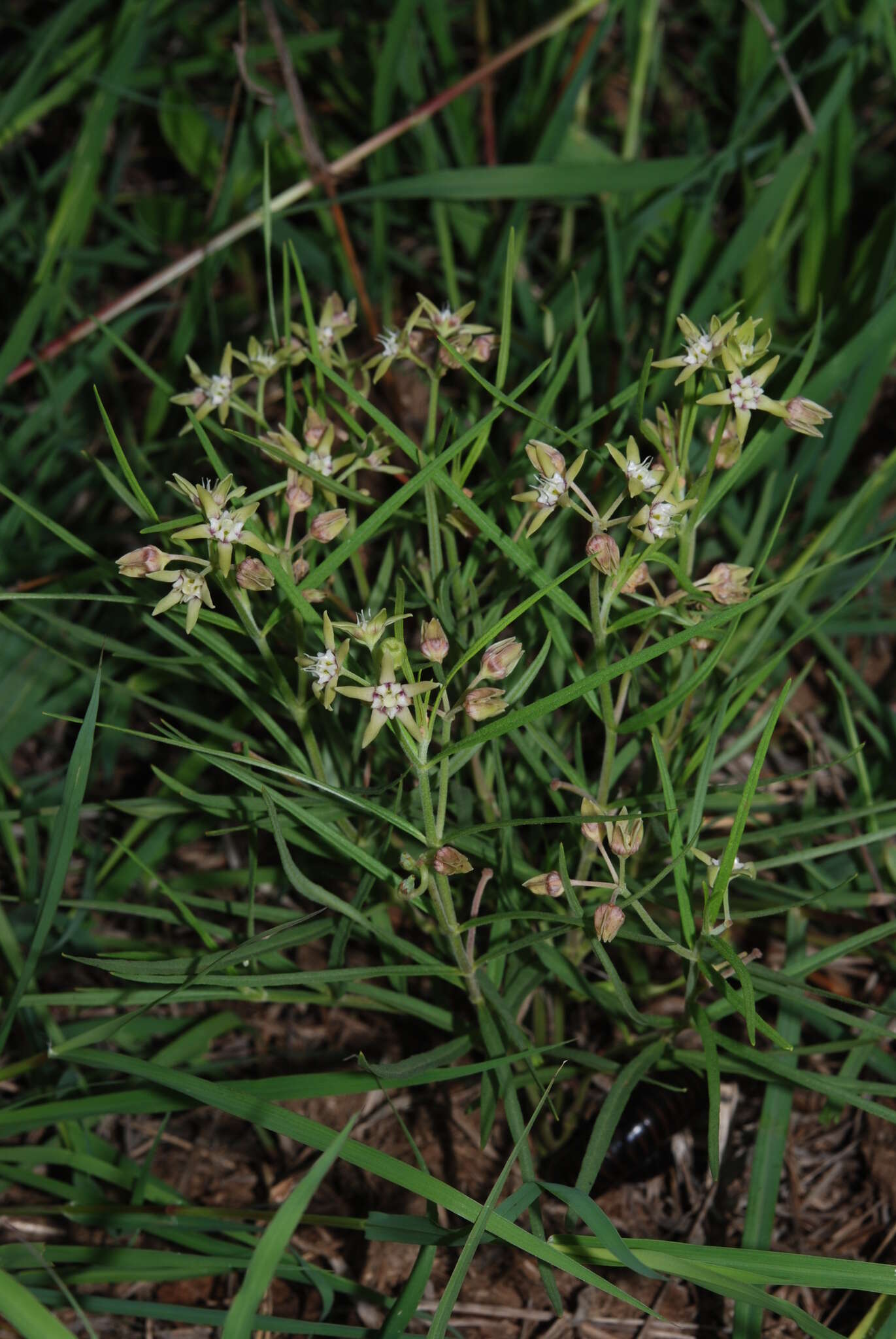 Schizoglossum garcianum Schltr.的圖片