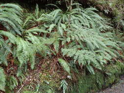 Image of Tree Fern Golden