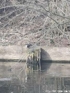 Image of Cinclus cinclus cinclus (Linnaeus 1758)