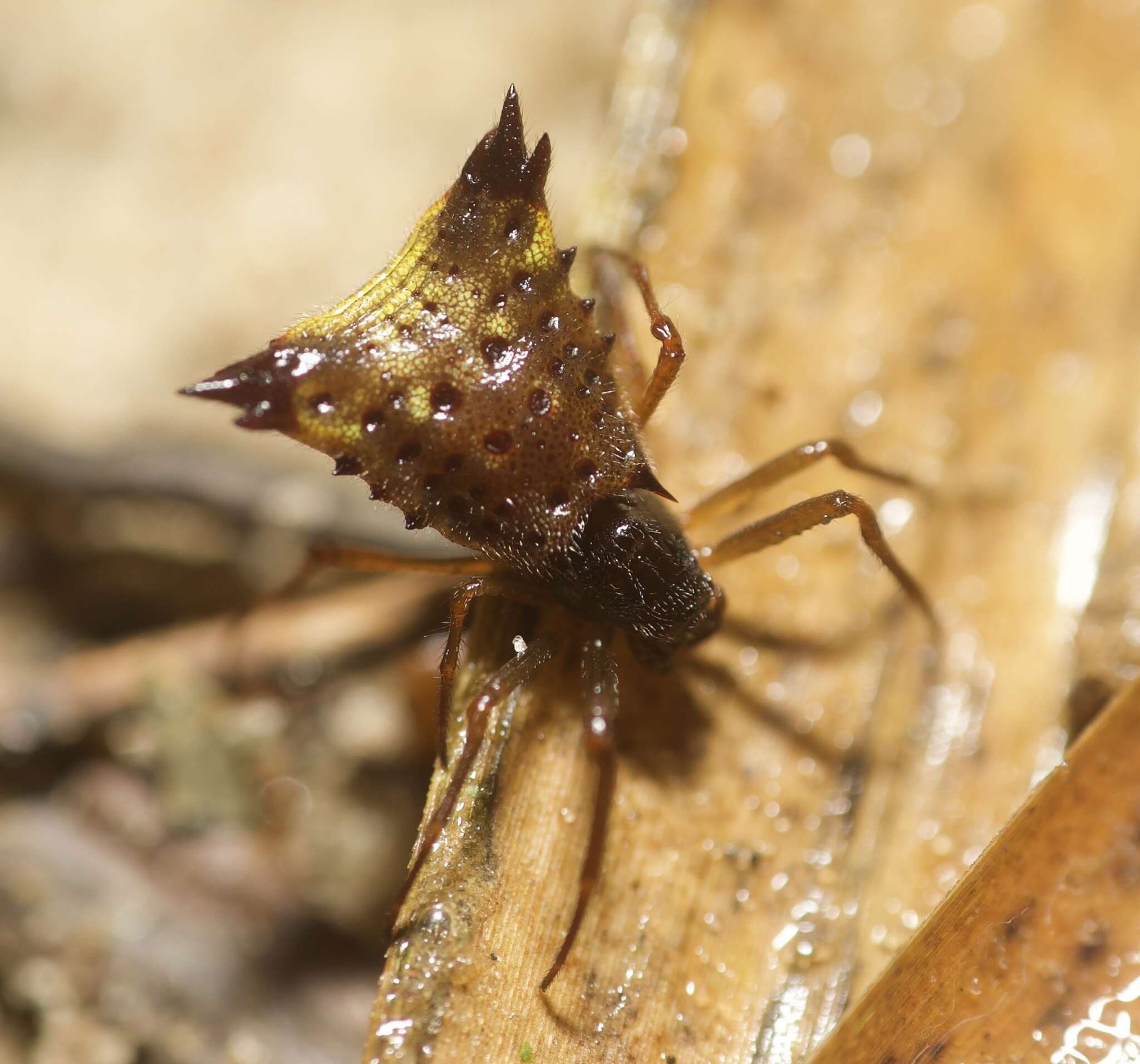 Image of Micrathena triangularis (C. L. Koch 1836)