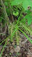 Polypodium sibiricum Siplivinsky的圖片