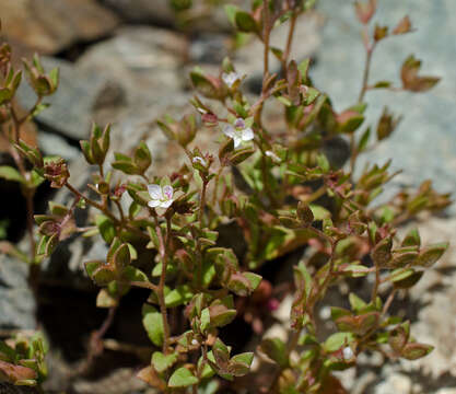 Image of Veronica rubrifolia Boiss.