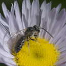 Imagem de Halictus virgatellus Cockerell 1901