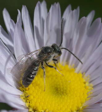 Halictus virgatellus Cockerell 1901的圖片