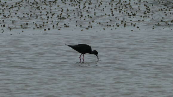 Image of Black Stilt