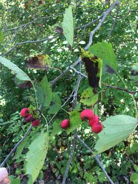 Crataegus holmesiana Ashe resmi