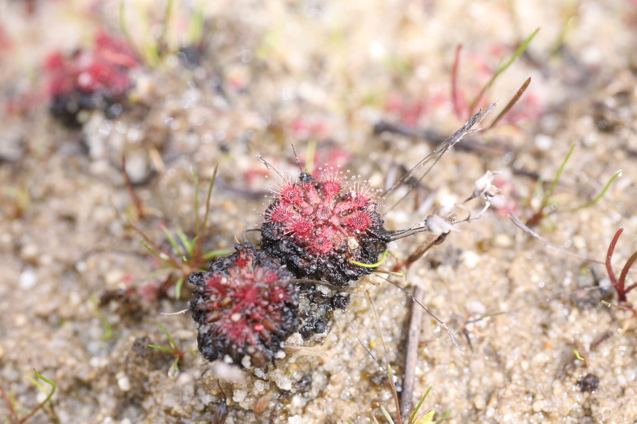 Image of Drosera patens Lowrie & Conran