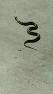 Image of Blackneck Garter Snake