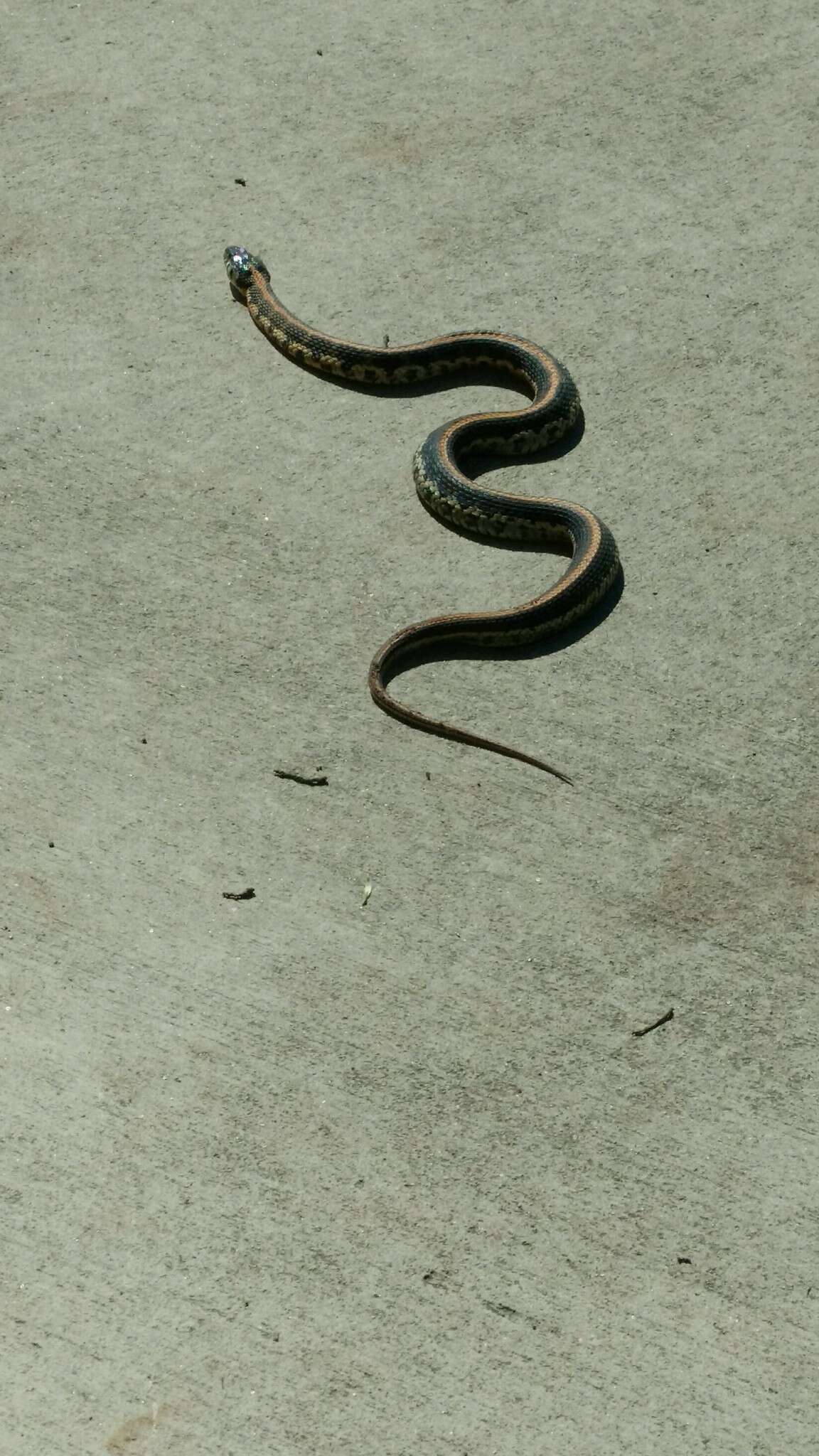 Image of Blackneck Garter Snake