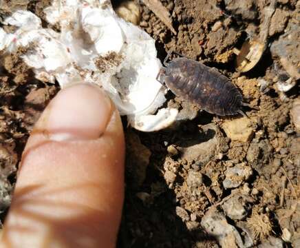 Image of Porcellio orarum Verhoeff 1910