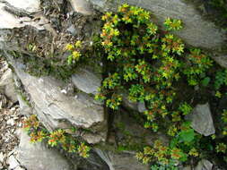 Image of Sedum actinocarpum Yamam.