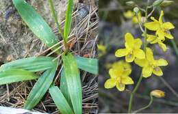 Image of Cyanella lutea L. fil.