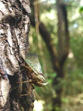 Image de Copidocephala guttata (White 1846)