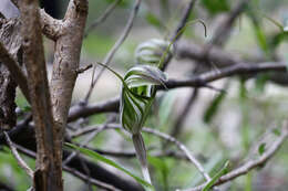 Image of Sharp-leaf greenhood