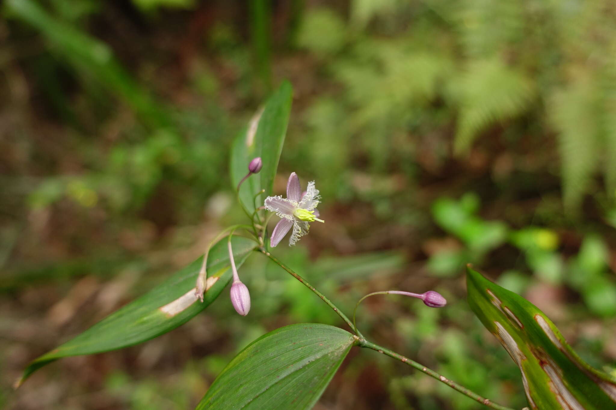 Слика од Eustrephus