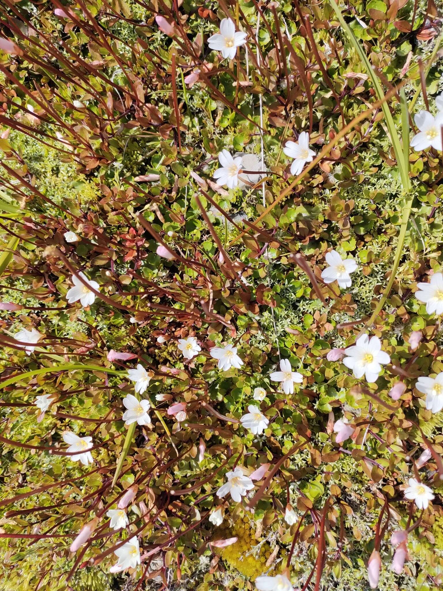 Image of Epilobium macropus Hook.