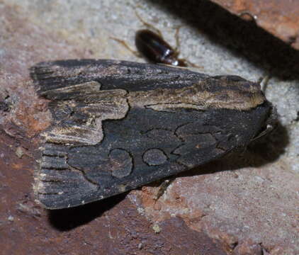 Image de Dypterygia rozmani Berio