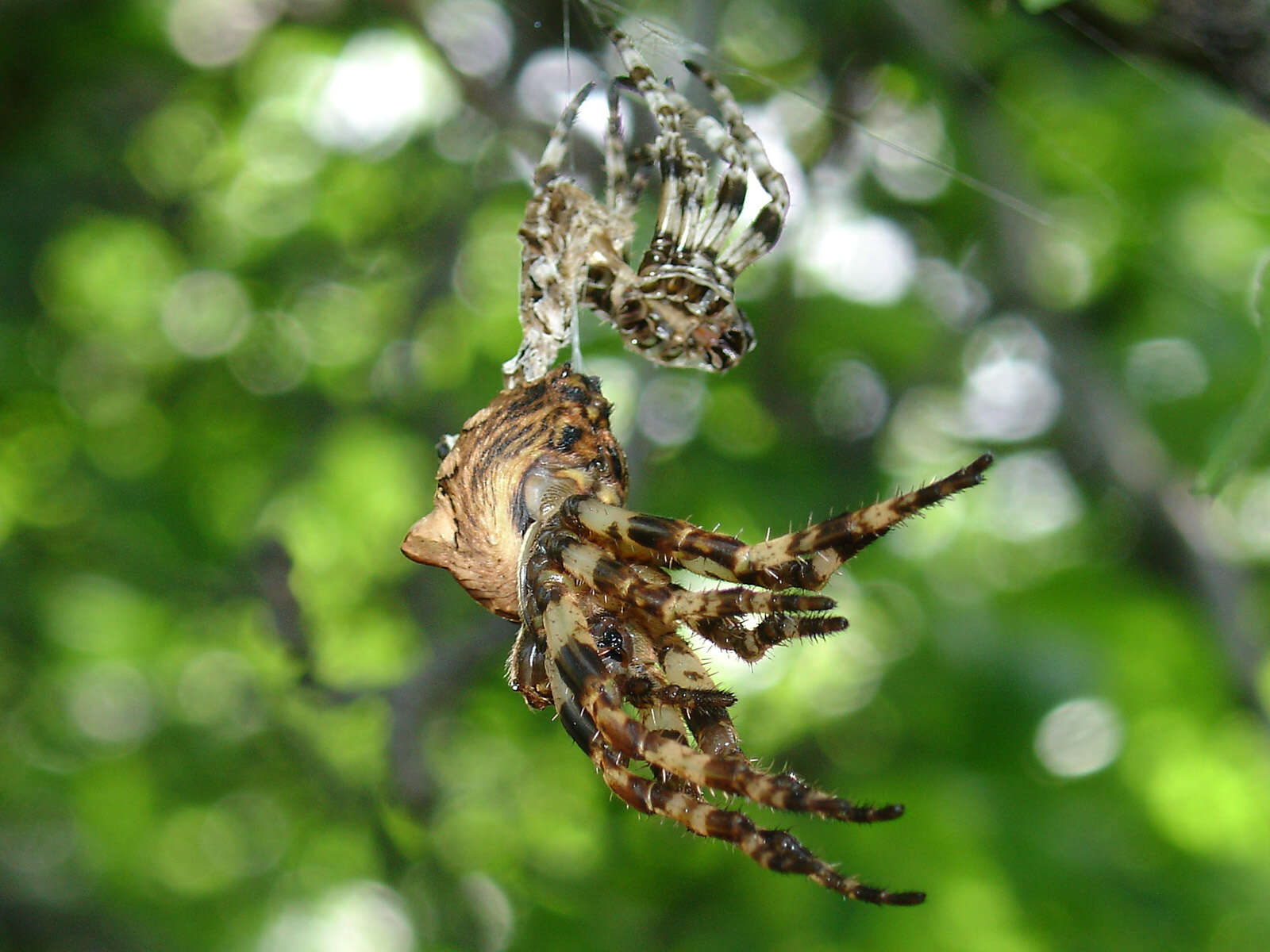 Image of Araneus grossus (C. L. Koch 1844)