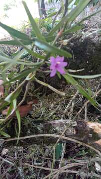 Imagem de Dimerandra emarginata (G. Mey.) Hoehne