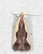 Image of Indented Dichomeris Moth