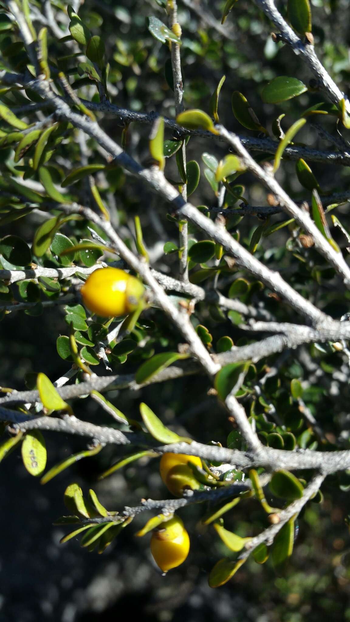 Image de Diospyros myriophylla (H. Perrier) G. E. Schatz & Lowry