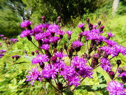 Imagem de Vernonia noveboracensis (L.) Willd.