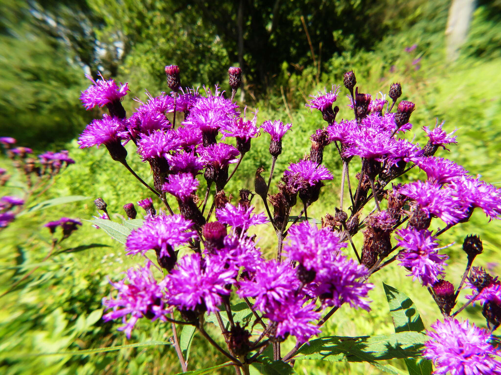 Image of New York ironweed