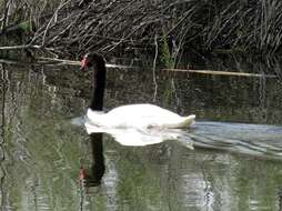 Imagem de Cisne-de-pescoço-preto