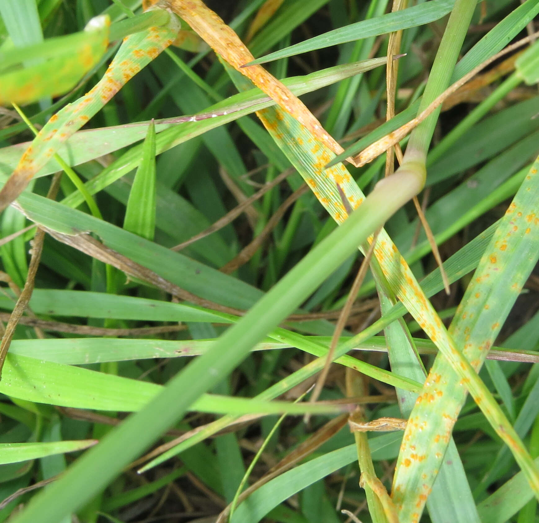 Image of Paraguayan windmill grass