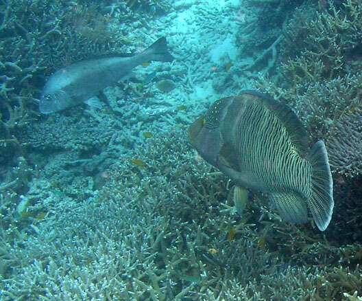 Image of Giant Wrasse