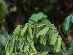 Image of Ventilago madraspatana Gaertn.