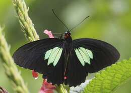 Parides sesostris (Cramer (1779)) resmi