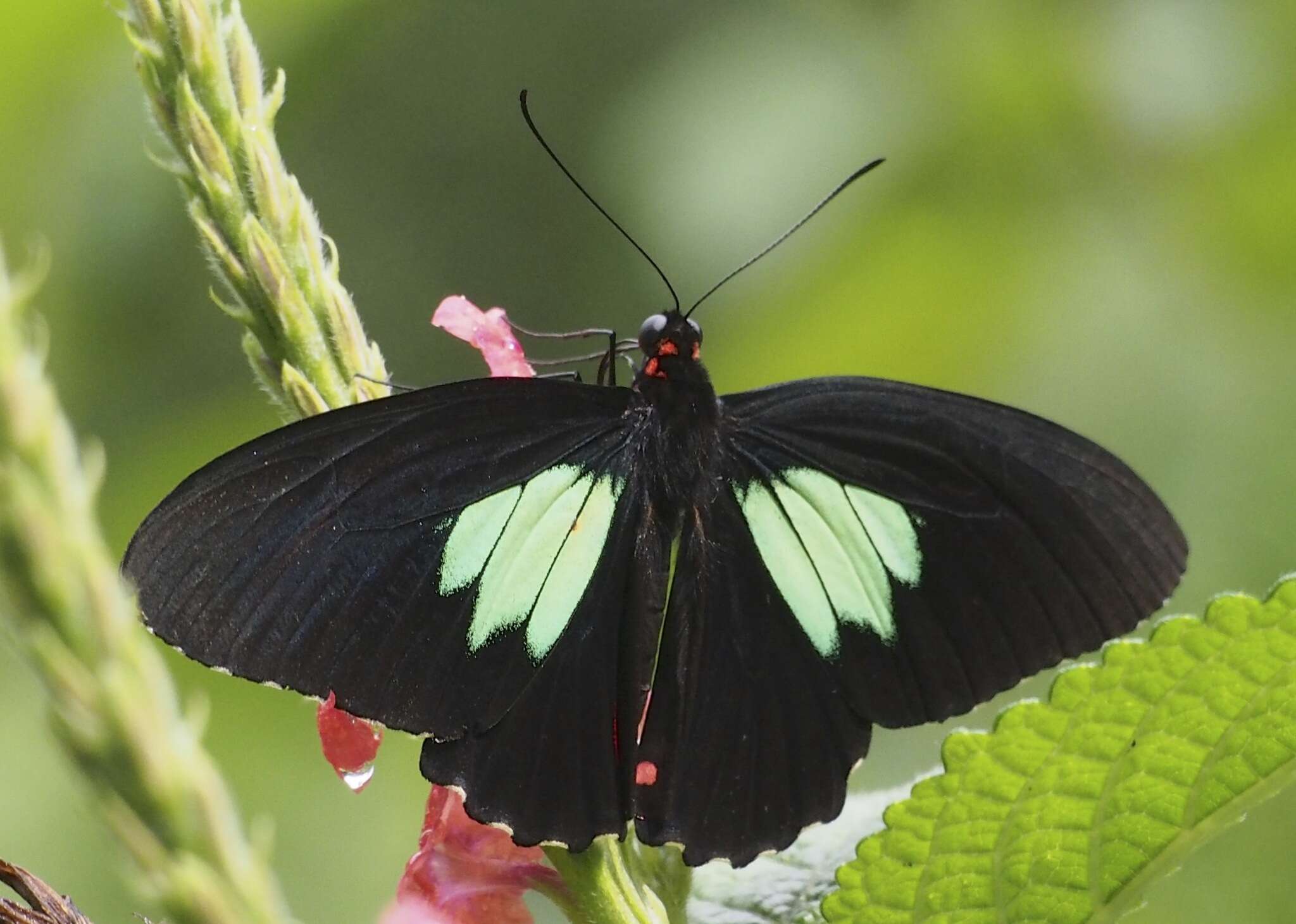 Parides sesostris (Cramer (1779)) resmi