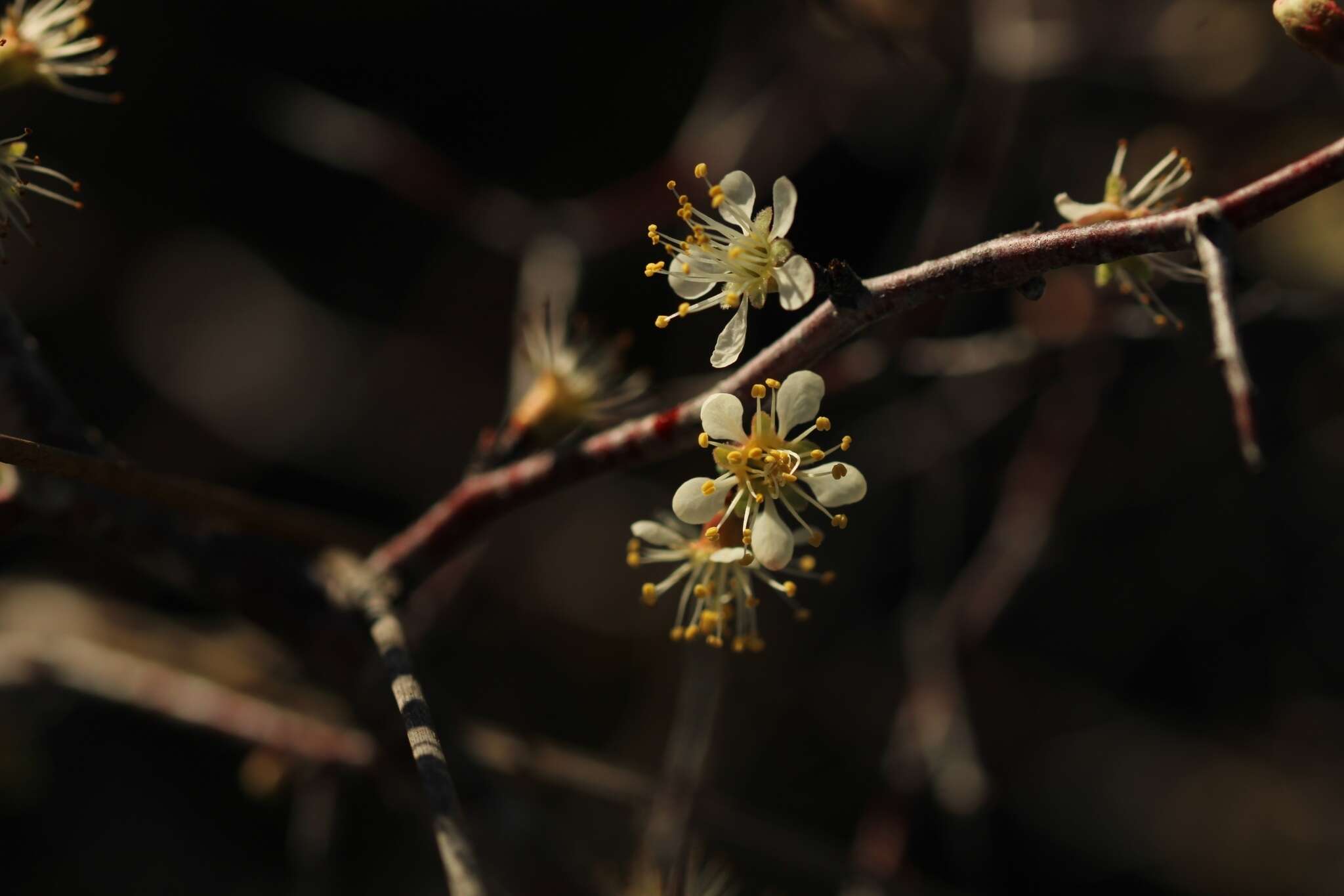 صورة Prunus geniculata Harper