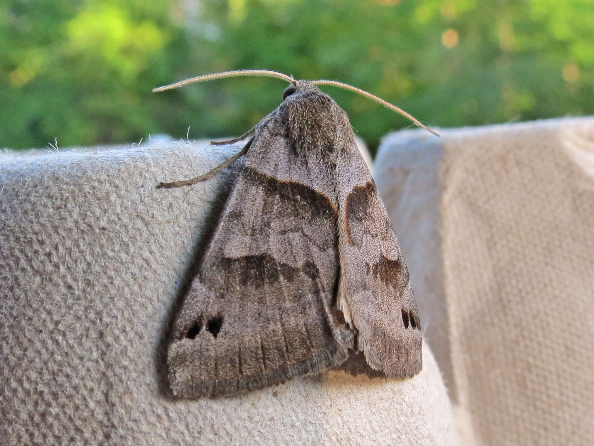 Image of Forage Looper