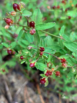 Image of northern St. Johnswort