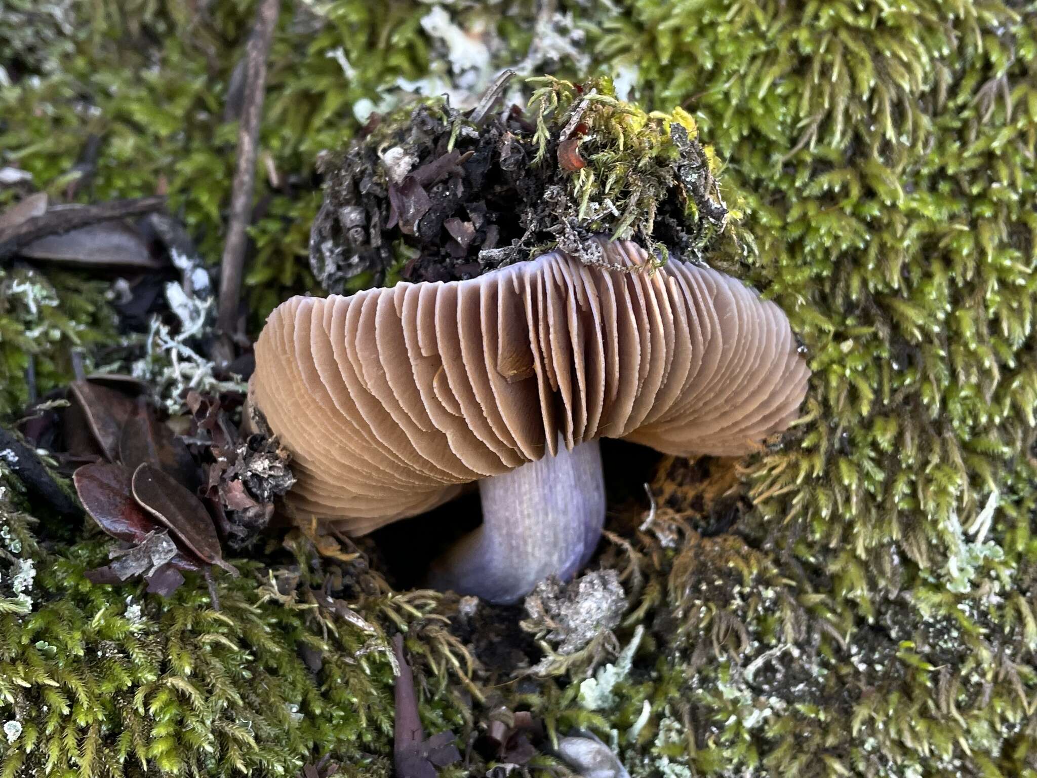 Image of Cortinarius cylindripes Kauffman 1905