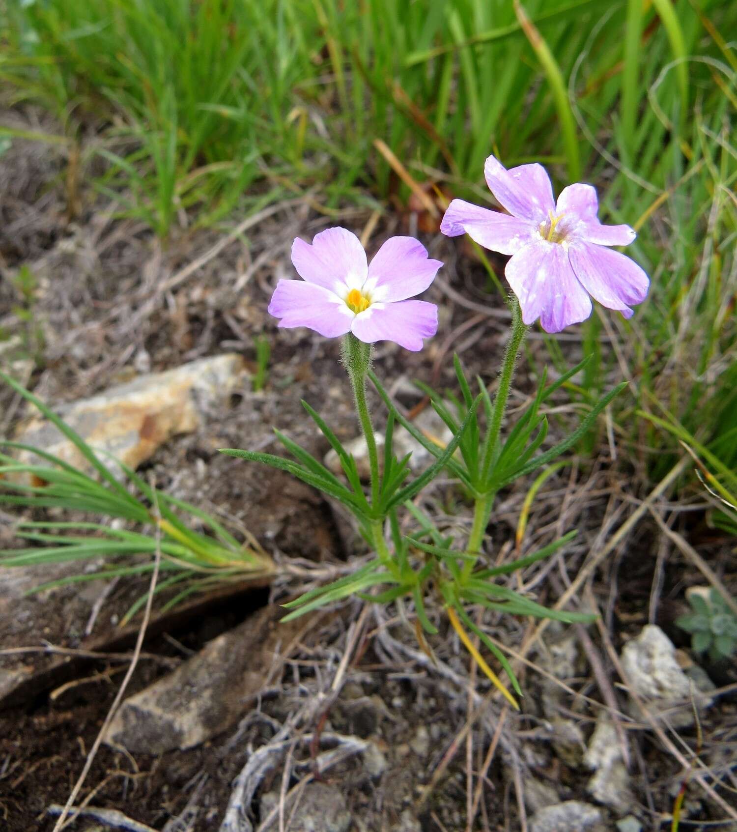 Imagem de Phlox sibirica L.