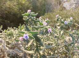 Image of strigose alkanet