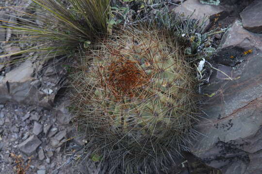 Image of <i>Lobivia korethroides</i>