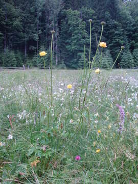 Image of Trollius altissimus subsp. altissimus