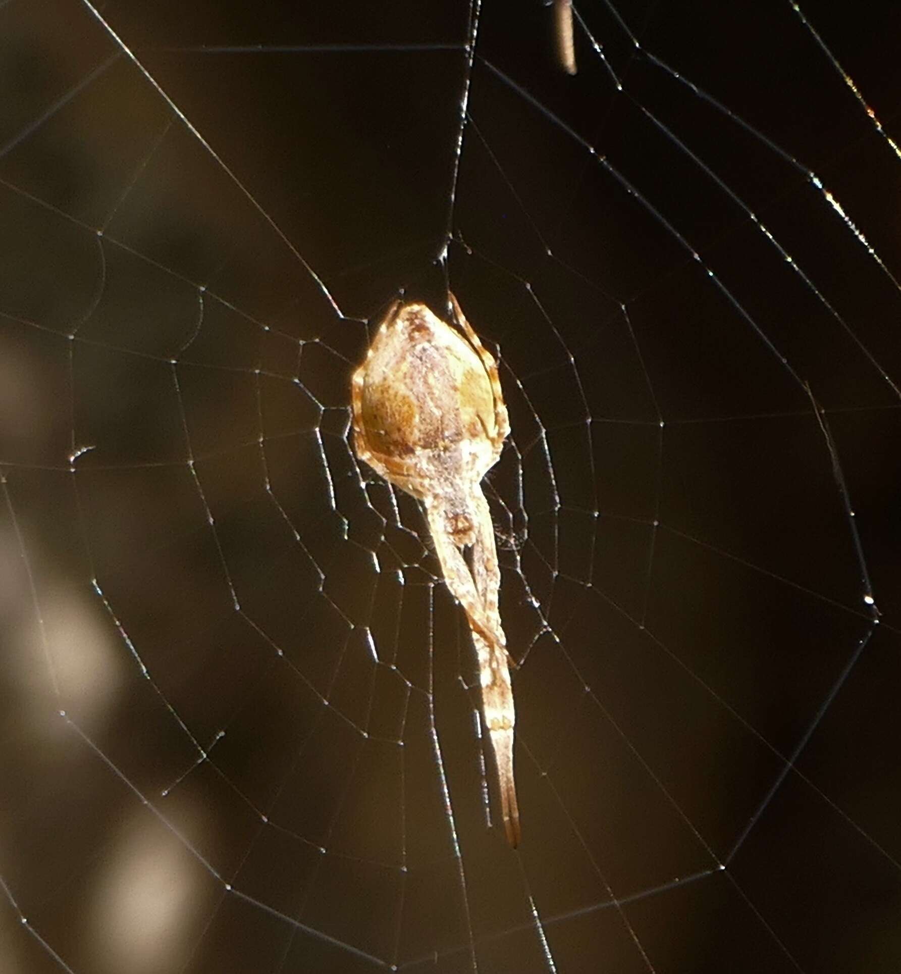 Image of Uloborus walckenaerius Latreille 1806